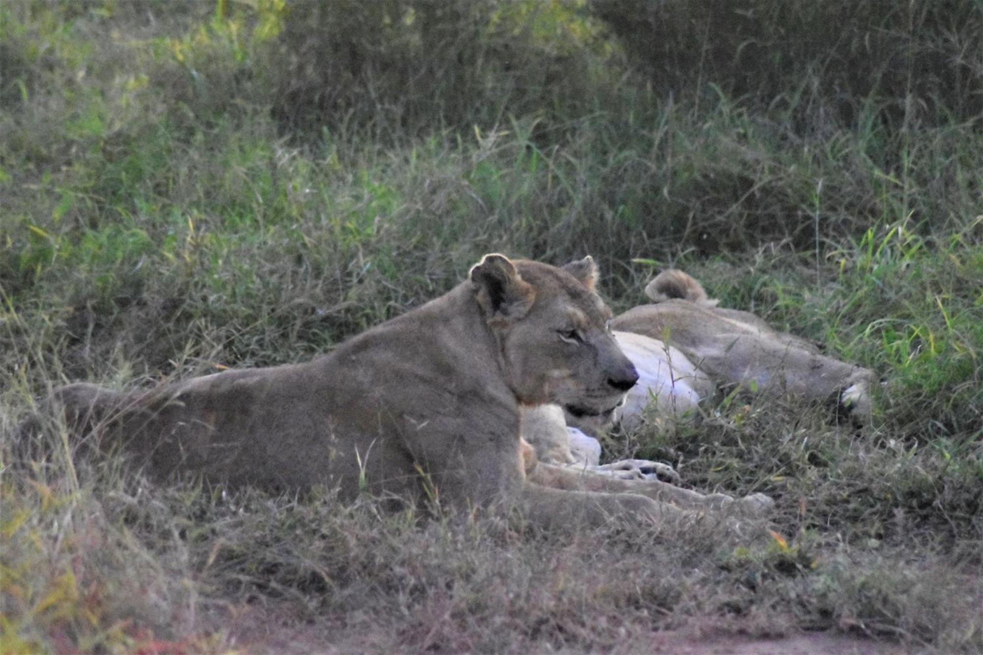 The Baobab Bush Lodge And Villa Hoedspruit Esterno foto