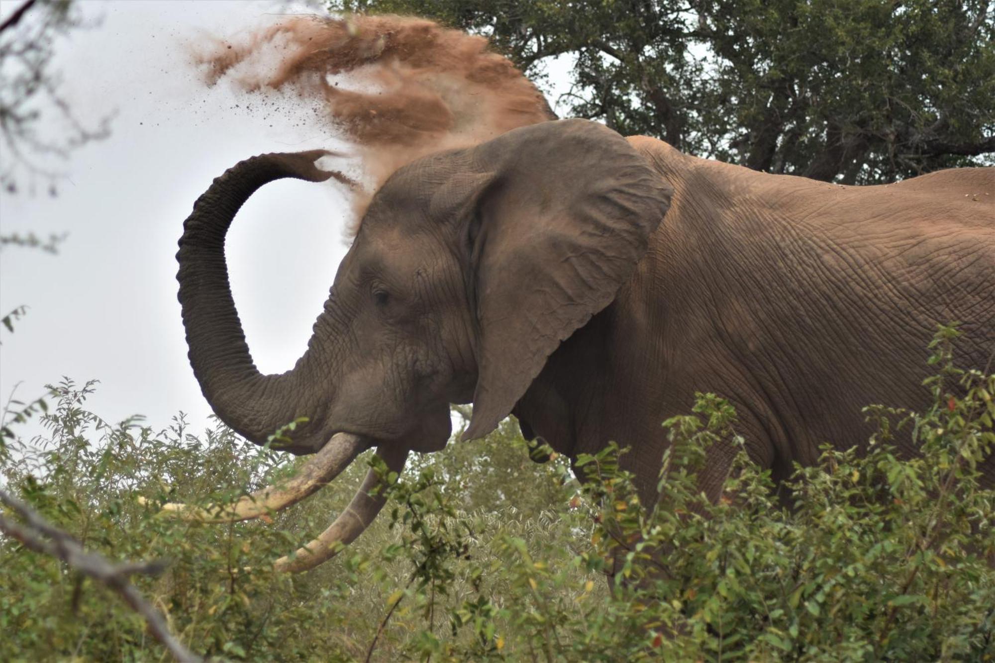 The Baobab Bush Lodge And Villa Hoedspruit Esterno foto
