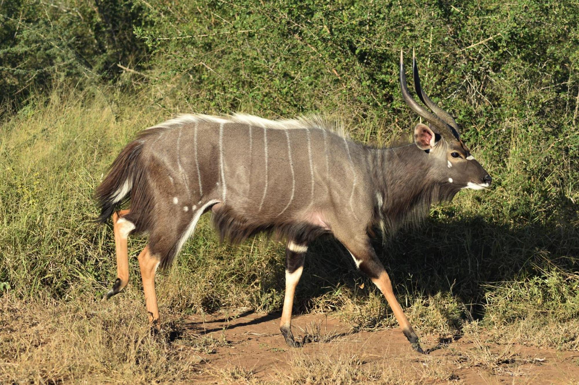 The Baobab Bush Lodge And Villa Hoedspruit Esterno foto