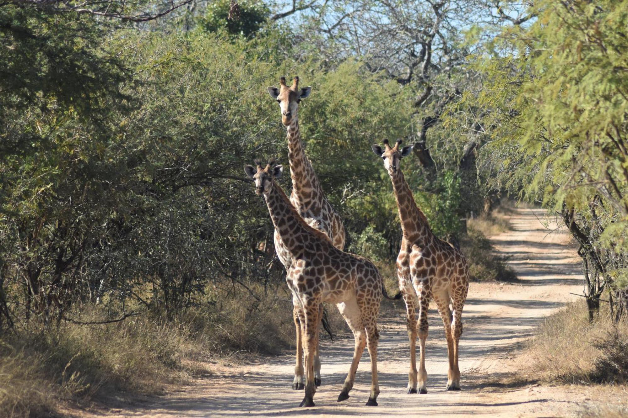 The Baobab Bush Lodge And Villa Hoedspruit Esterno foto