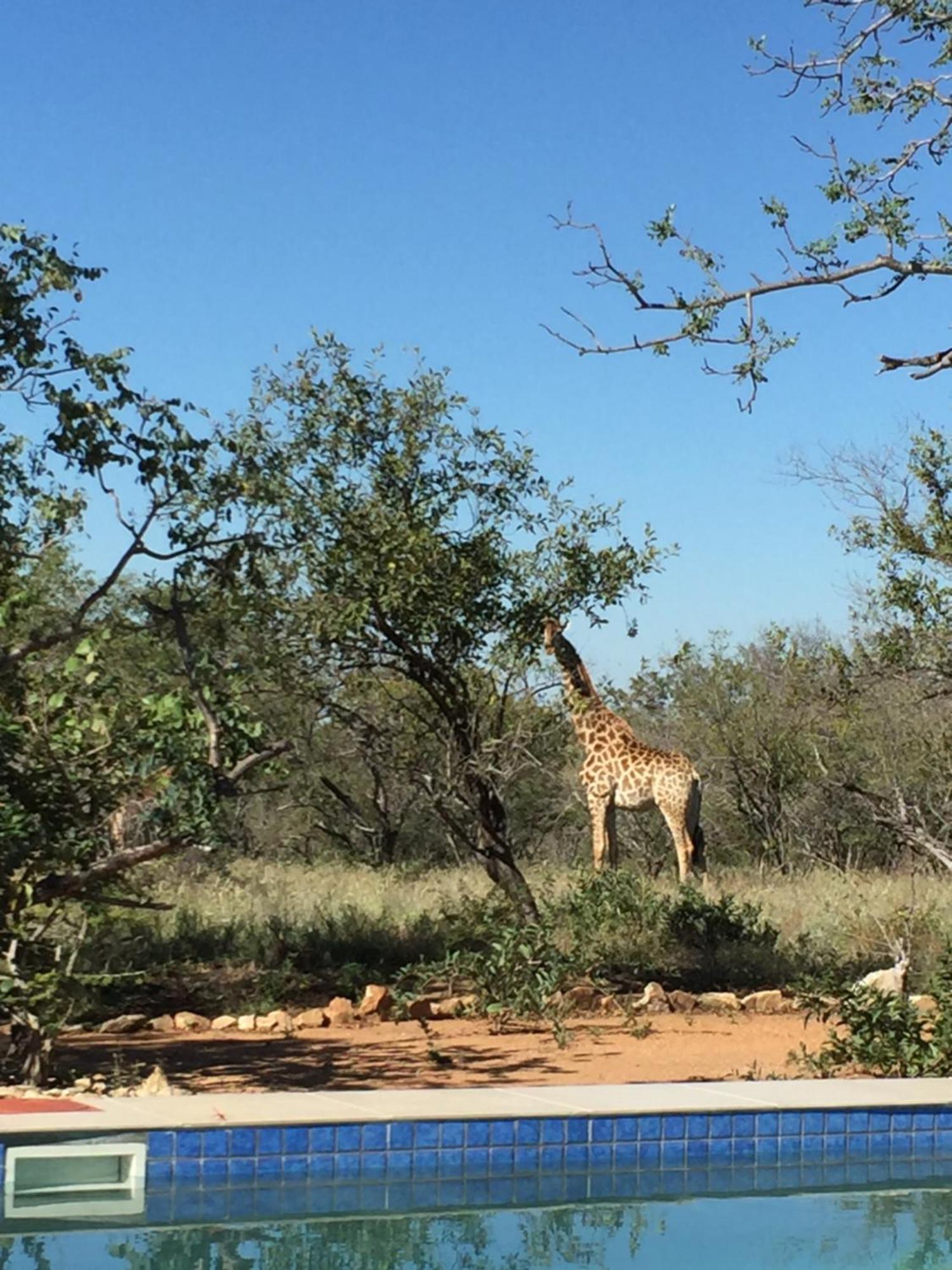The Baobab Bush Lodge And Villa Hoedspruit Esterno foto