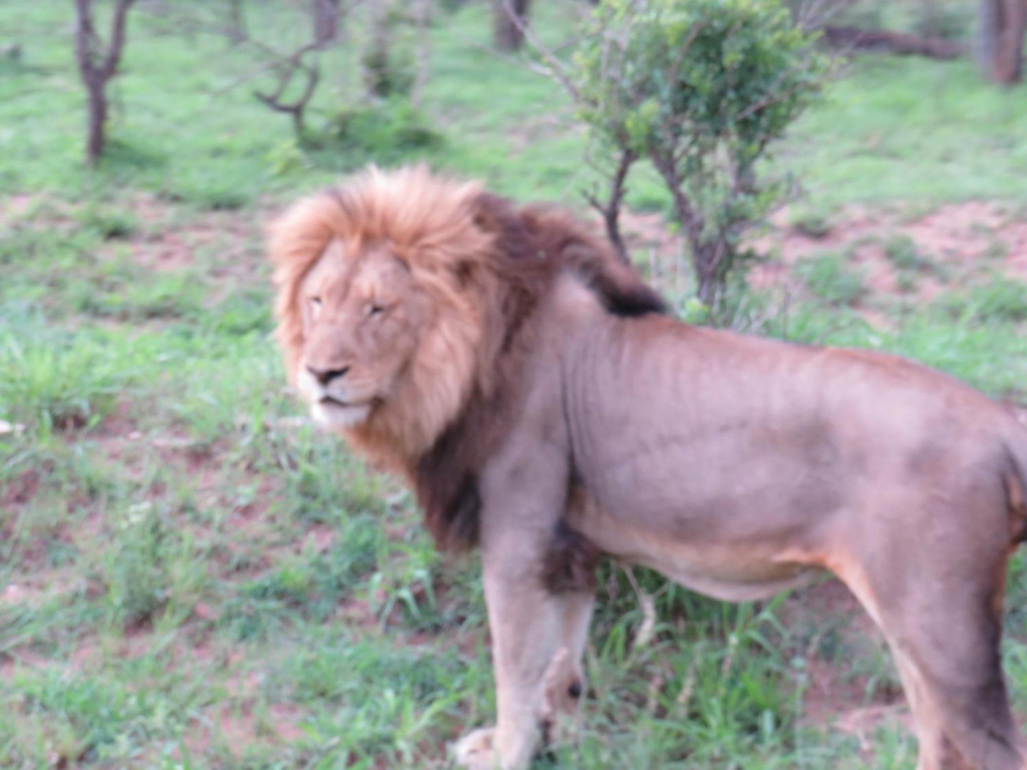 The Baobab Bush Lodge And Villa Hoedspruit Esterno foto
