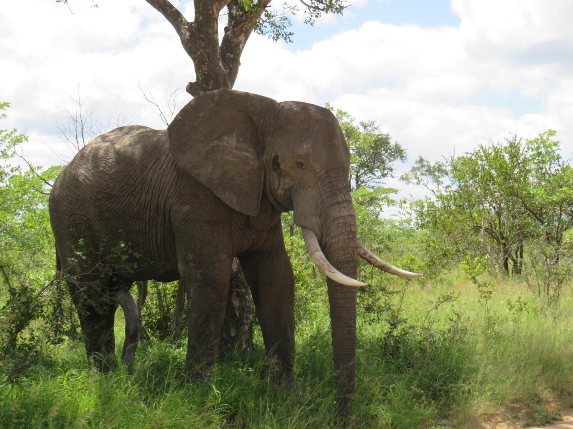The Baobab Bush Lodge And Villa Hoedspruit Esterno foto