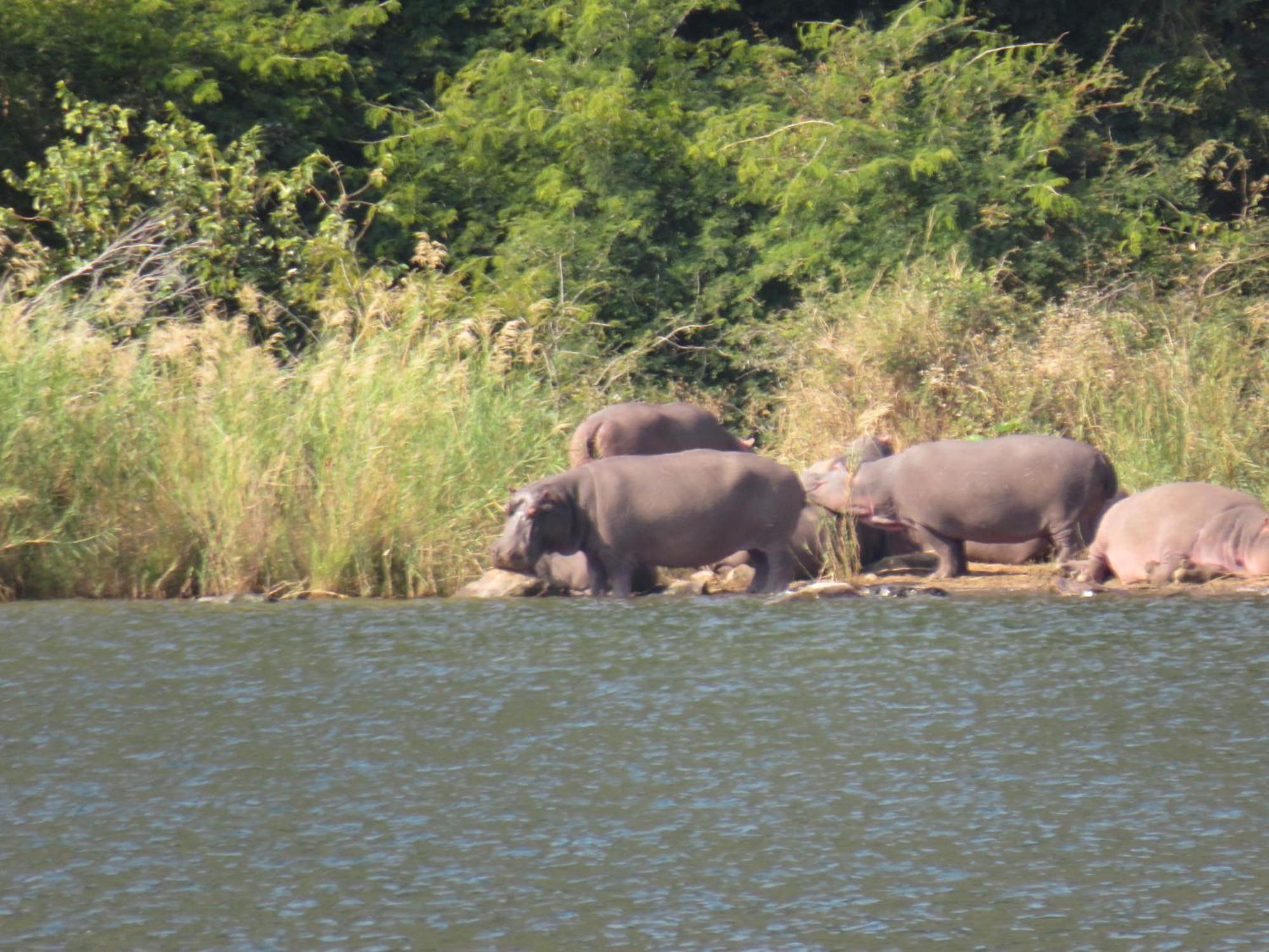 The Baobab Bush Lodge And Villa Hoedspruit Esterno foto