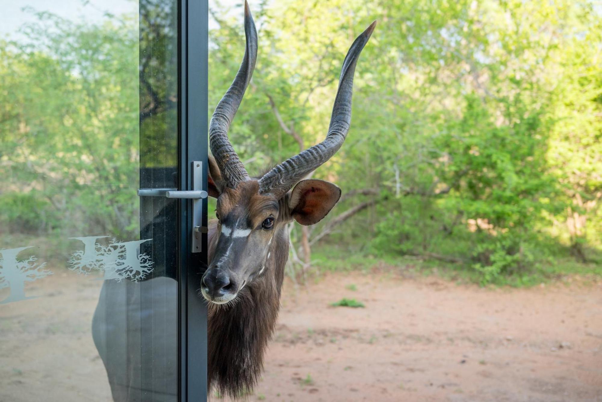 The Baobab Bush Lodge And Villa Hoedspruit Esterno foto