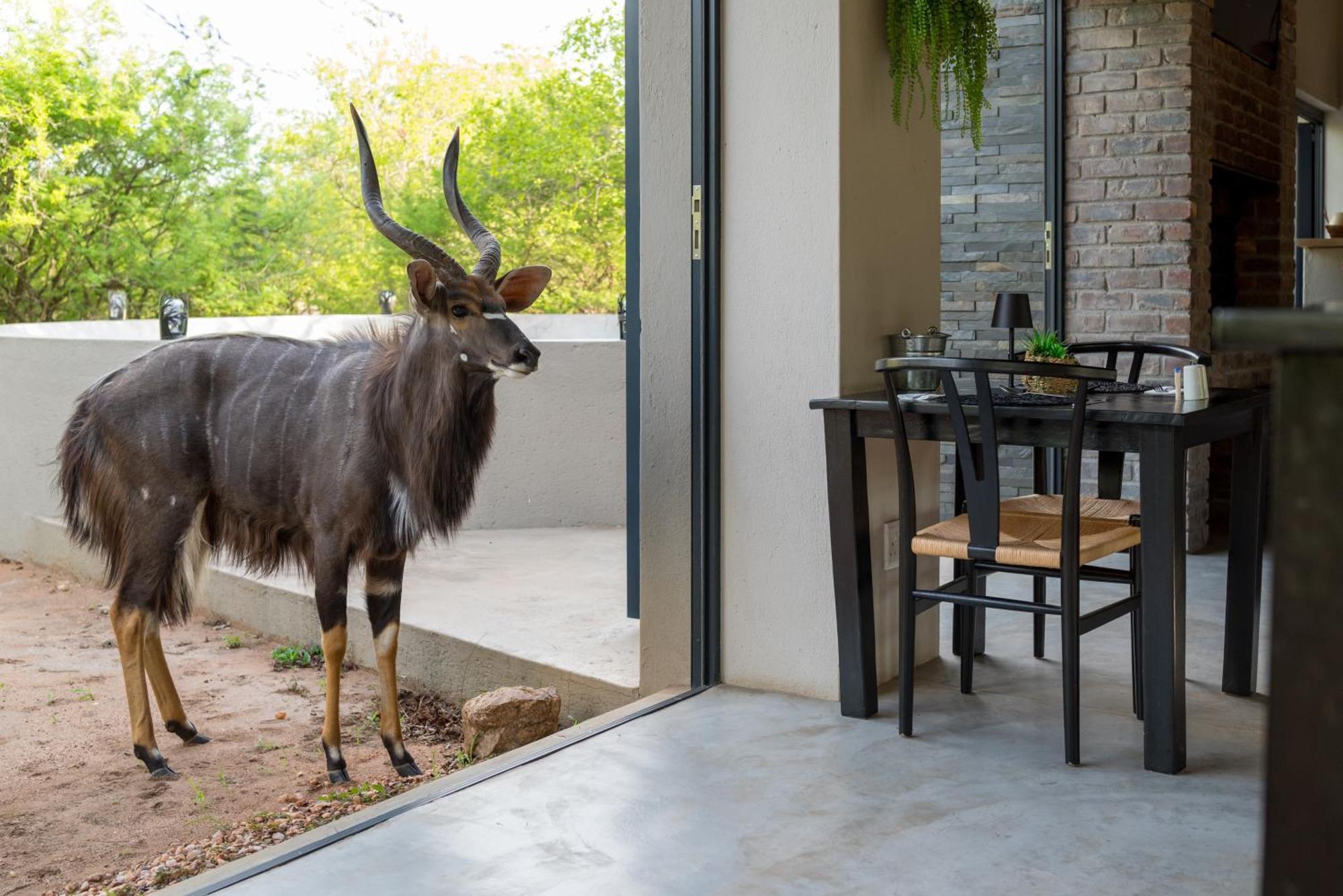 The Baobab Bush Lodge And Villa Hoedspruit Esterno foto